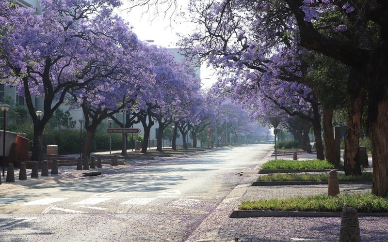 purple jacaranda trees pretoria